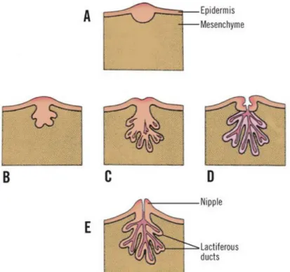 Gambar   1.2.   Pembentukkan   payudara.   A-D  :   stadium  pembentukkan   kelenjar   dan  sistem duktus berasal dari epidermis