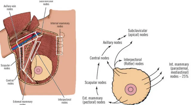 Gambar 1.7. Diagram potongan frontal mammae kanan menunjukkan jalur drainase vena. A. 