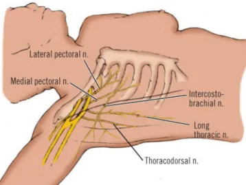 Gambar 1.11. Saraf-saraf perifer penting yang ditemukan selama mastectomy 2.3. Etiologi (Faktor risiko)