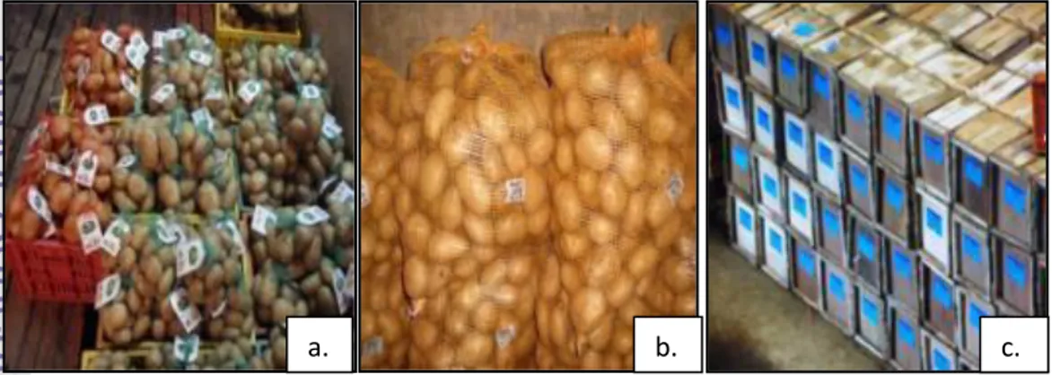 Gambar 16. Kemasan Kentang. Kemasan Kentang Konsumsi dengan  Polynet (a),  Kemasan Kentang Konsumsi dengan Karung Jala (b), dan Kemasan  Kentang Bibit dengan Peti Kayu (c) 