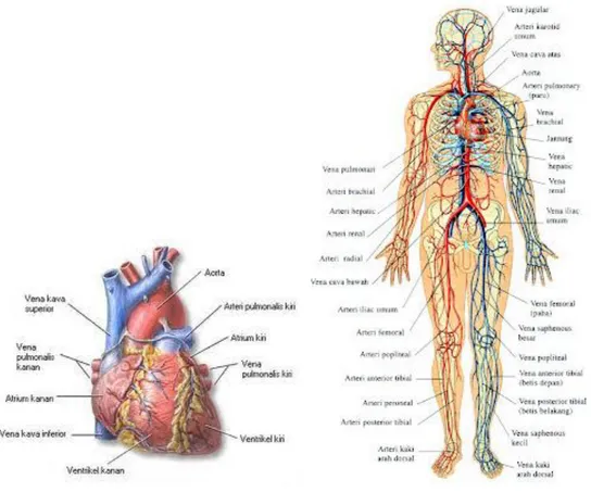 Gambar : Jantung pusat kardiovaskuler  Gambar : Sistem kardiovaskuler 