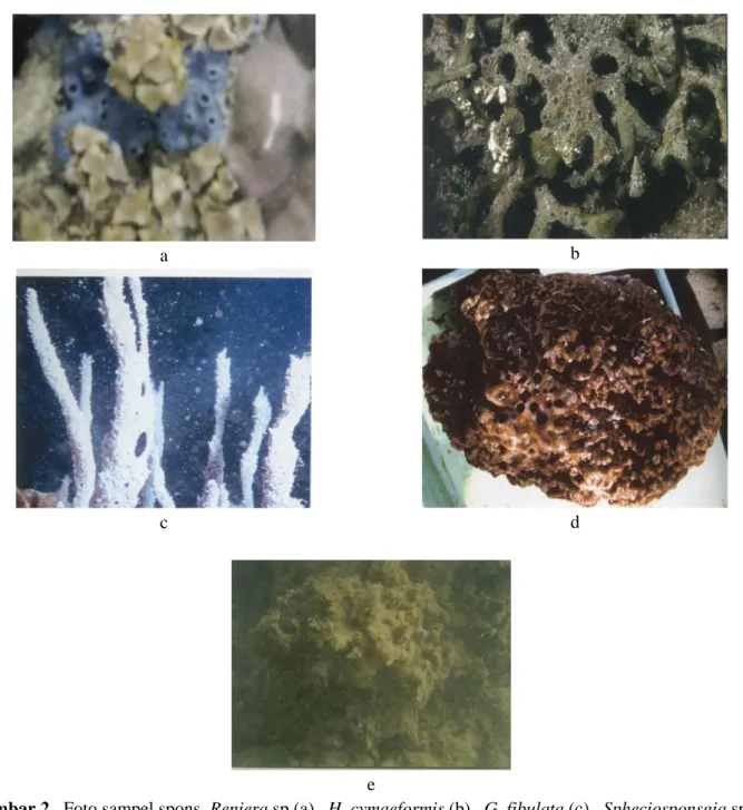Gambar 2.  Foto sampel spons  Reniera sp (a),  H. cymaeformis (b) , G. fibulata (c) , Spheciosponsgia sp (d)  dan B-1 (e) 