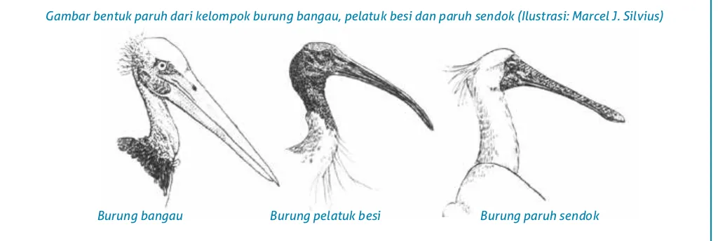 Gambar bentuk paruh dari kelompok burung bangau, pelatuk besi dan paruh sendok (Ilustrasi: Marcel J