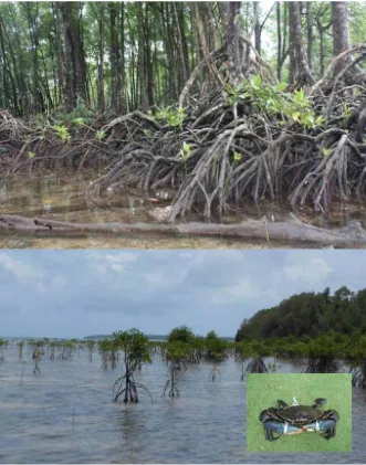 Gambar 2.  Kondisi ekosistem mangrove yang masih virgin dan terjaga  kelestariannya  di Pulau Enggano (Insert : kepiting bakau yang ditangkap dari lingkungan ekosistem mangrove di P