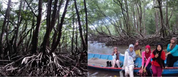 Gambar 3. Ekosistem Mangrove di P. Enggano yang Potensial Untuk Obyek Pariwisata Bahari