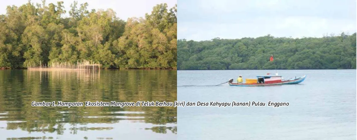 Gambar 1. Hamparan  Ekosistem Mangrove di Teluk Berhau (kiri) dan Desa Kahyapu (kanan) Pulau  Enggano