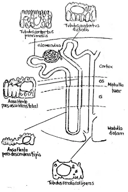 Gambar 2.1  Diagram nefron yang membentuk jukstamedularis (Ganong, 