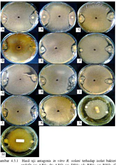 Gambar 4.3.1  Hasil uji antagonis in vitro R. solani terhadap isolat bakteri endofit (a) AJ01; (b) AJ02; (c) DJ01; (d) BJ01; (e) BJ02; (f) BJ03; (g) BJ04;  (h) BJ05;  (i) AP01; (j) DP01; (k) BP01; (l) BP02; (m) BP03 (Pengamatan hari ke-3) 