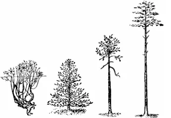 Figure 5.1: A classical example of phenetic diversity in peatlands are the ecological forms of Scotch Pine (Pinus sylvestris L.)