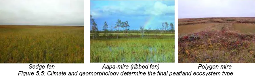 Figure 5.5: Climate and geomorphology determine the final peatland ecosystem type 