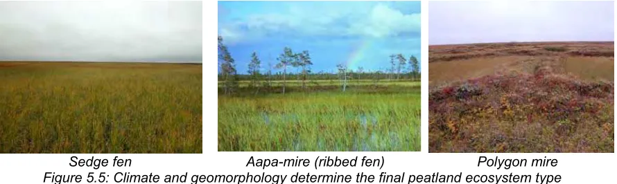 Figure 5.5: Climate and geomorphology determine the final peatland ecosystem type 