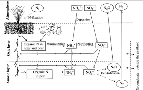 Figure 7.4: Simplified scheme of the nitrogen cycle in peatlands. Encircled symbols represent gases, The bidirectional arrows to the right indicate the exchange with groundwater outside the peatland, that is, leaching and inflow of inorganic components and