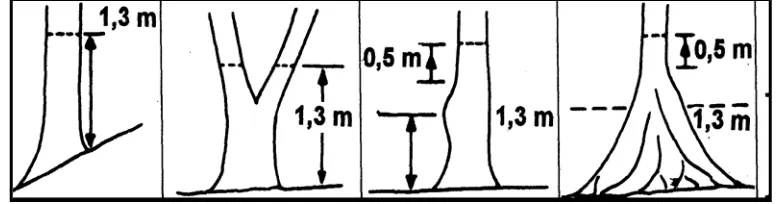 Gambar 3. Skematis cara menentukan ketinggian pengukuran dbh batang pohon yang bentuknya tidak teratur (Weyerhaeuser dan Tennigheit, 2000)