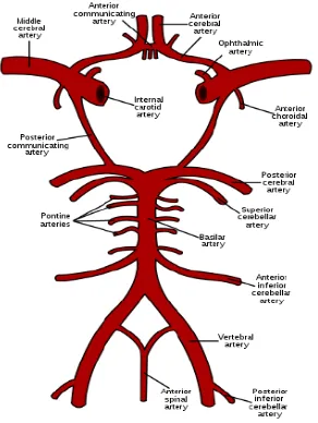 Gambar 2.1: Anatomi Sirkulus Willisi 