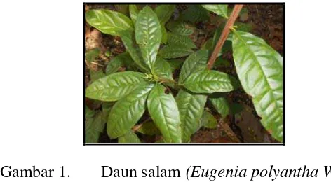 Gambar 1. Daun salam (Eugenia polyantha Wight)  