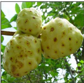 Gambar 1. Buah mengkudu (Morinda citrifolia) 