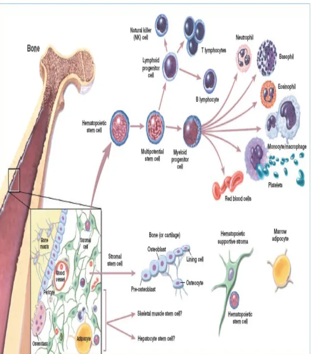 Gambar 2.1 Pembentukan Trombosit