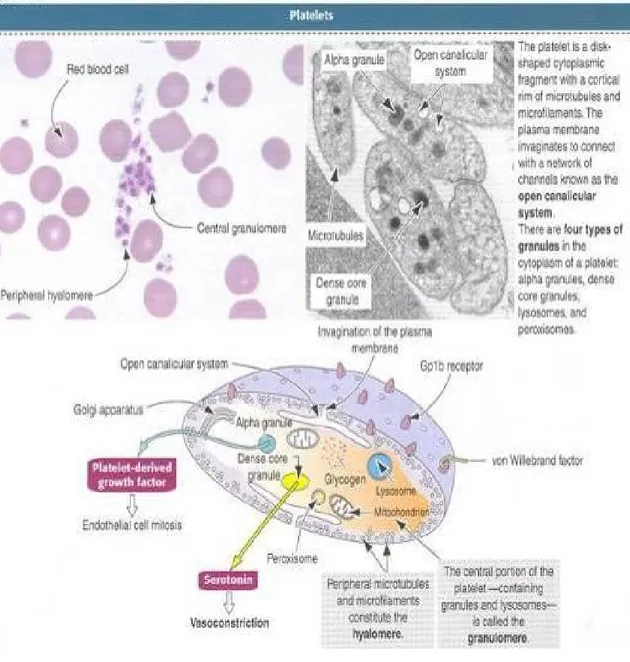 Gambar 2.2 Histologi Trombosit
