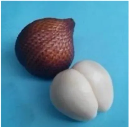 Gambar 1. Bentuk buah salak varian gula  pasir. 