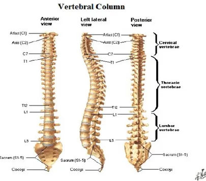 Gambar 1. anatomi collumna vertebralis  (1)