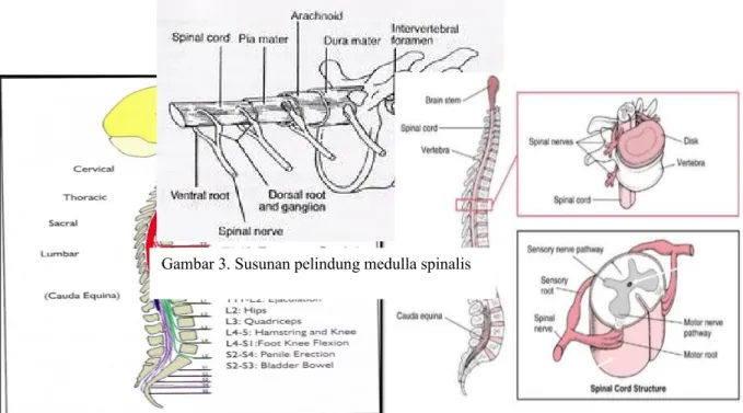 Gambar  2. Vertebrae Torakal  dan  collumna vertebralis proyeksi Lateral (1)