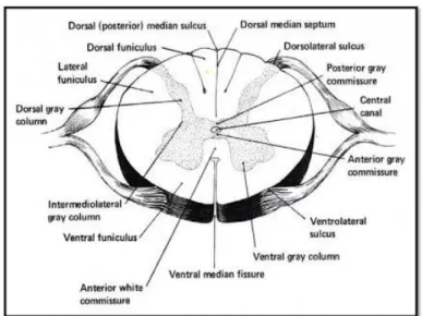 Gambar 5. Penampang trasversal medulla spinalis
