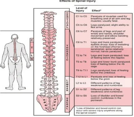 Gambar 8 : manifestasi klinis dan lokasi spinal injury  (7)