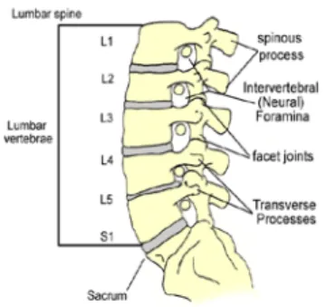 Gambar 2.1 Anatomi Lumbal (Stephen Kishner, M.D,MHA) 