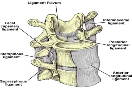 Gambar 2.3 Ligamentum Vertebrae Lumbal ( Stephen Kishner , M.D, MHA.)  Otot-otot yang memperkuat  gerakan  lumbal adalah: 