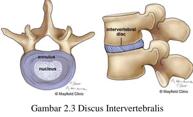 Gambar 2.3 Discus Intervertebralis  Sumber: Mayfield Clinic, 2013 