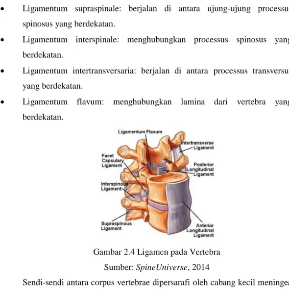 Gambar 2.4 Ligamen pada Vertebra  Sumber: SpineUniverse, 2014 