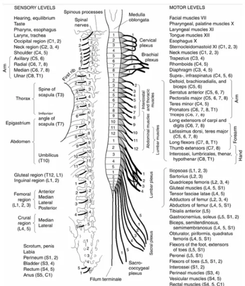 Gambar 7. Tingkat sensorik dan motorik dari medula spinalis. 2