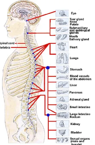 Gambar 6 : manifestasi klinis trauma medulla spinalis  (8)