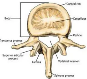 Gambar 3 : collumna vertebralis proyeksi  