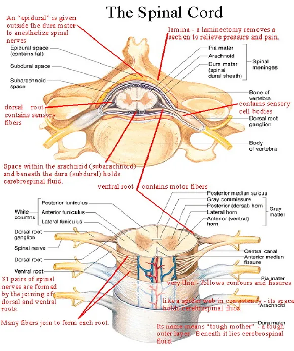 Gambar 5 : Anatomi medulla spinalis  (7) 