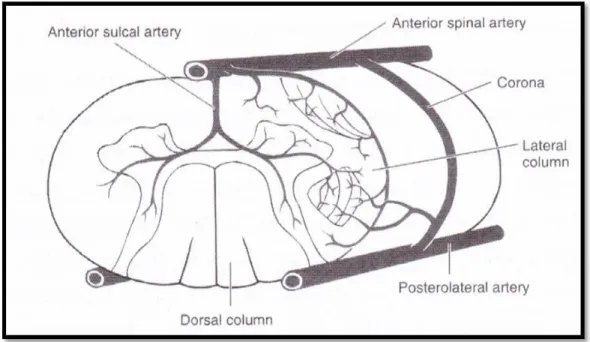 Gambar 7 : vaskularisasi medulla spinalis servikalis 