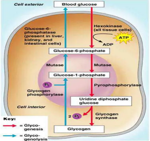 Gambar 2.1 Proses Glikogenesis dan Glikogenolisis 
