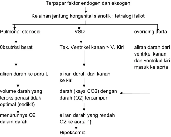 Gambar 2.1 Pathway Tetralogy Of Fallot Redington AN, dkk (2009) 