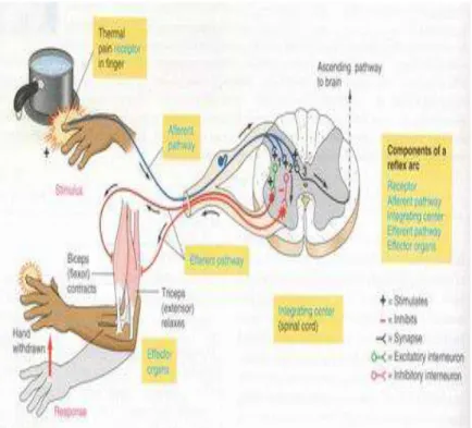 Gambar 4. Mekanisme kerja dasar sistem saraf 