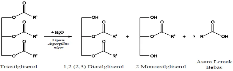 Gambar 8.  Mekanisme reaksi hidrolisis trasilgliserol dengan katalis lipase spesifik 1,3 dari  Aspergillus niger (Carvalho et al., 2009)  