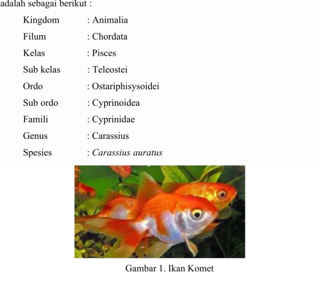 Gambar 1. Ikan Komet