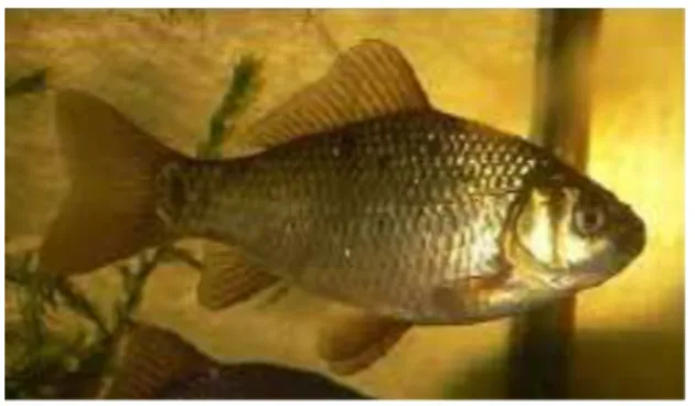 Gambar 2. Ikan Baster