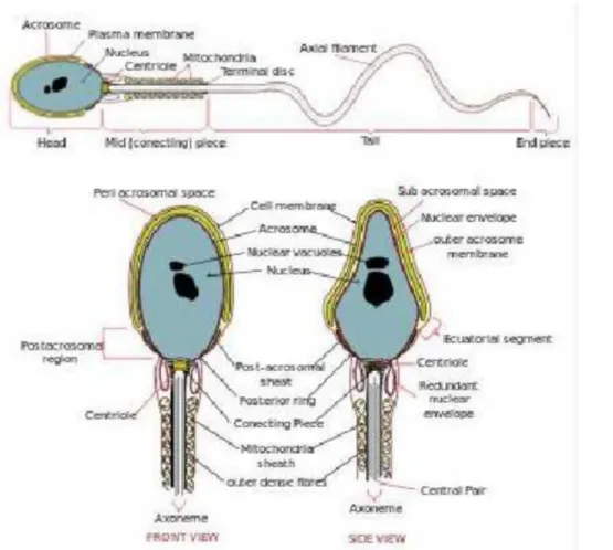 Gambar 3. Sperma