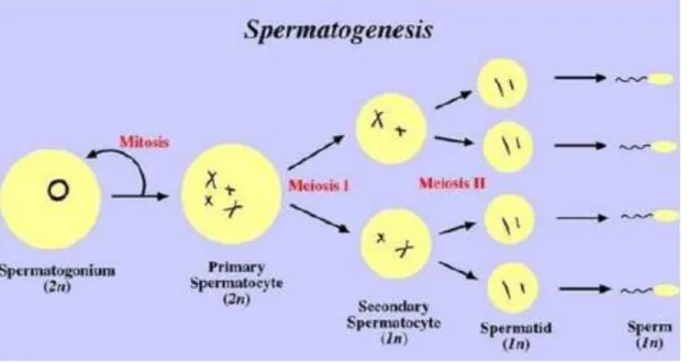 Gambar 4. Perkembangan Sperma (Sumber : 