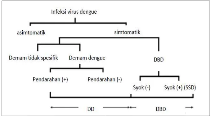 Gambar 4. Manifestasi infeksi virus dengue Sumber : WHO, Geneva, 1997 
