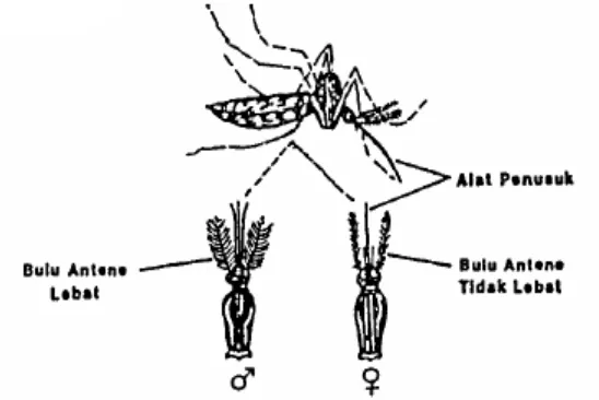 Gambar 1. Nyamuk Aedes aegypti dewasa Sumber: Ditjen PP dan PL, 2008 