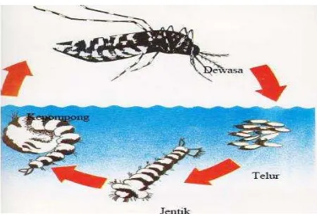 Gambar 2. Siklus hidup nyamuk Aedes aegypti Sumber: Ditjen PP dan PL, 2008 
