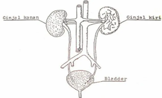 Gambar 1 adalah bentuk skematis dan  posisi ginjal manusia. 