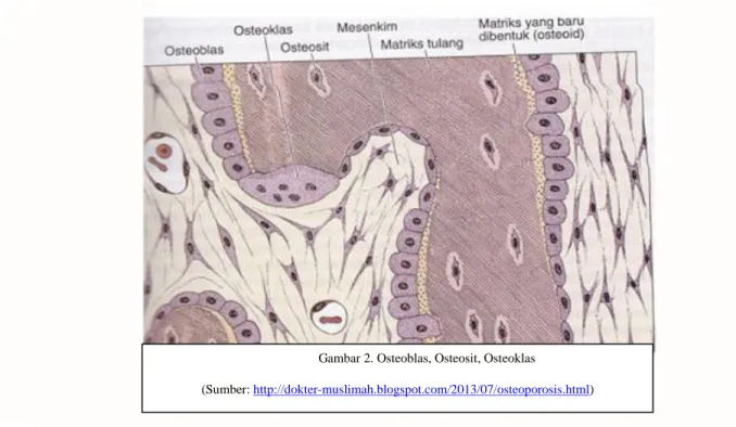 Gambar 2. Osteoblas, Osteosit, Osteoklas 