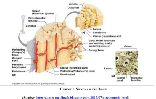 Gambar 1. Sistem kanalis Havers 